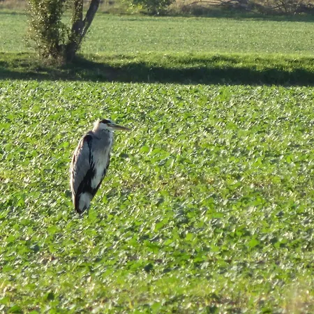 Hasselhaeuser Hasselhaus 4