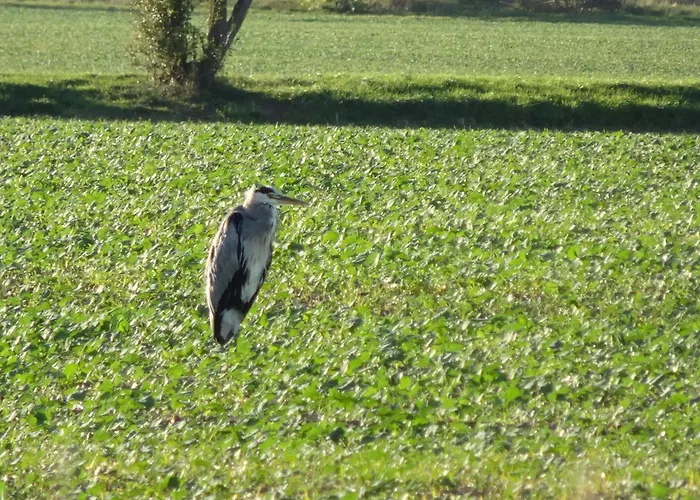 Hasselhaeuser Hasselhaus 4